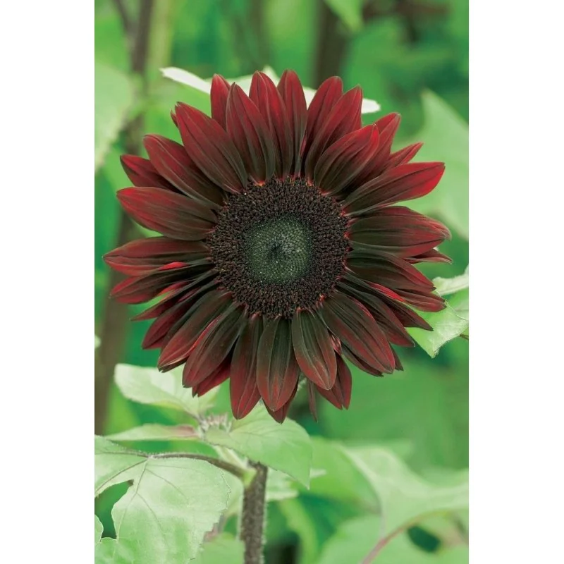 2026_07_19_1185545